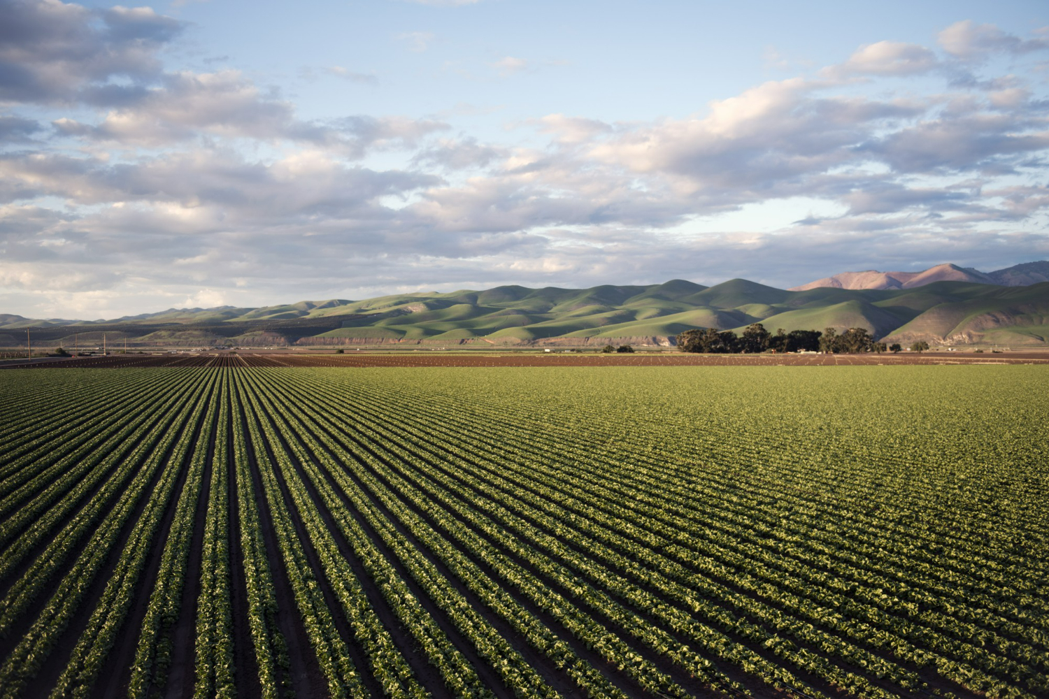 Expansive view of neat, parallel rows of green crops in a valley, stretching toward rolling green hills under a cloudy sunset sky.
