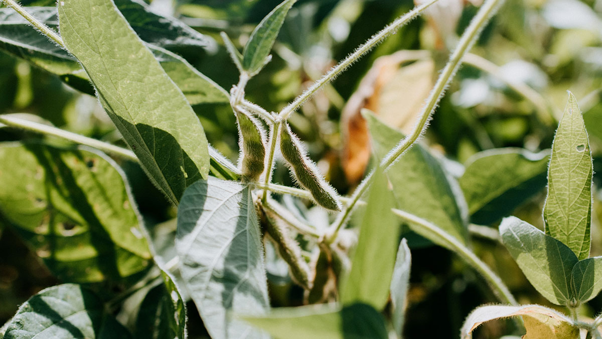 Close-up macro shot of fuzzy green soybean pods growing on the plant stalk in a sunny field.