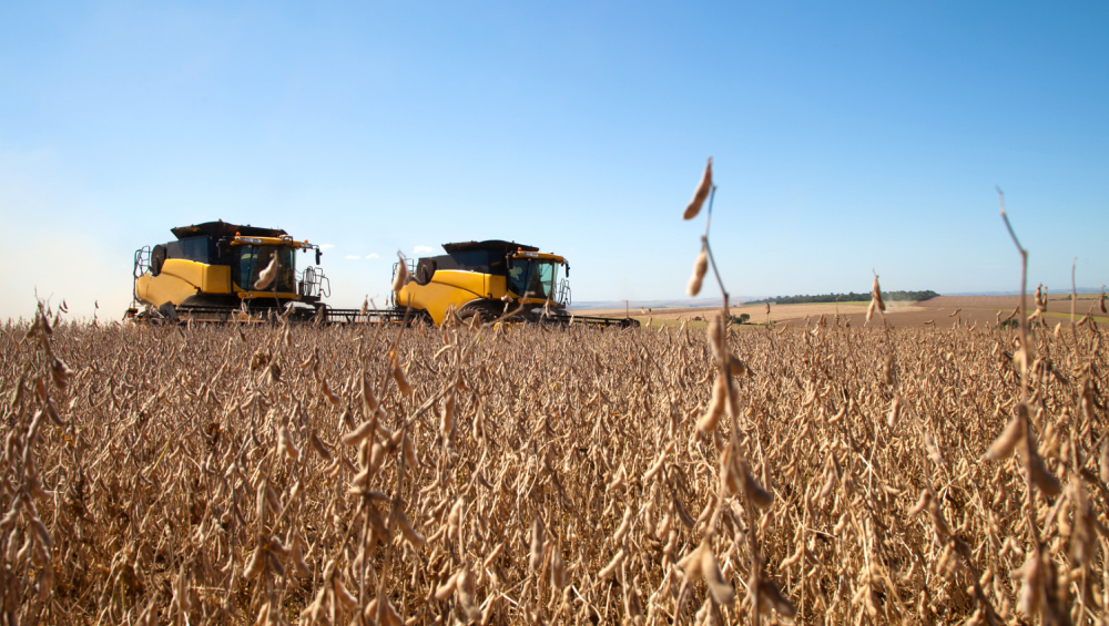 Low-angle view of two large yellow combine harvesters working in a dry, ripe soybean field under a clear blue sky.