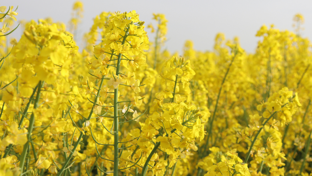 Close-up view of a vibrant field of bright yellow Canola (rapeseed) flowers under a light sky.
