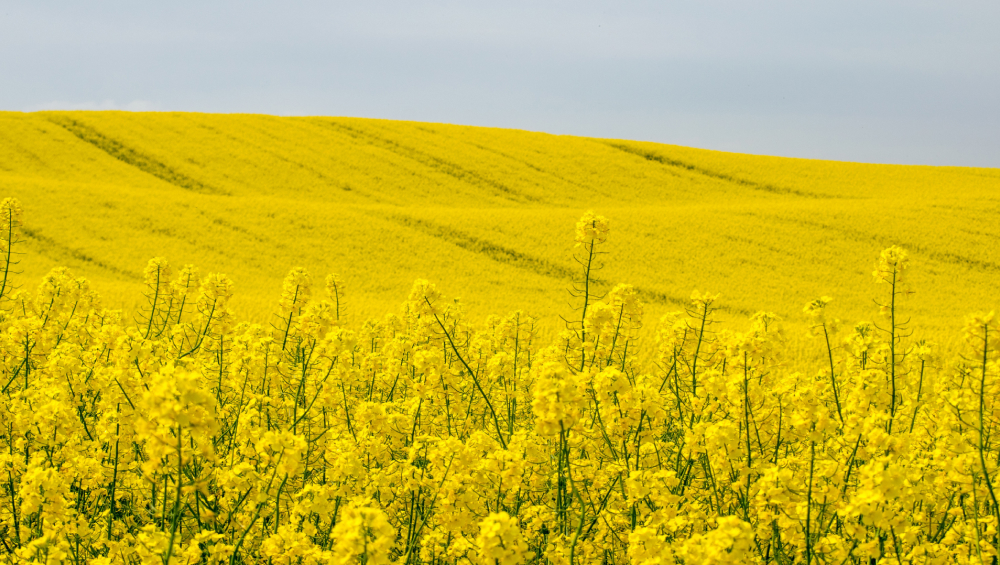 Rapeseed field