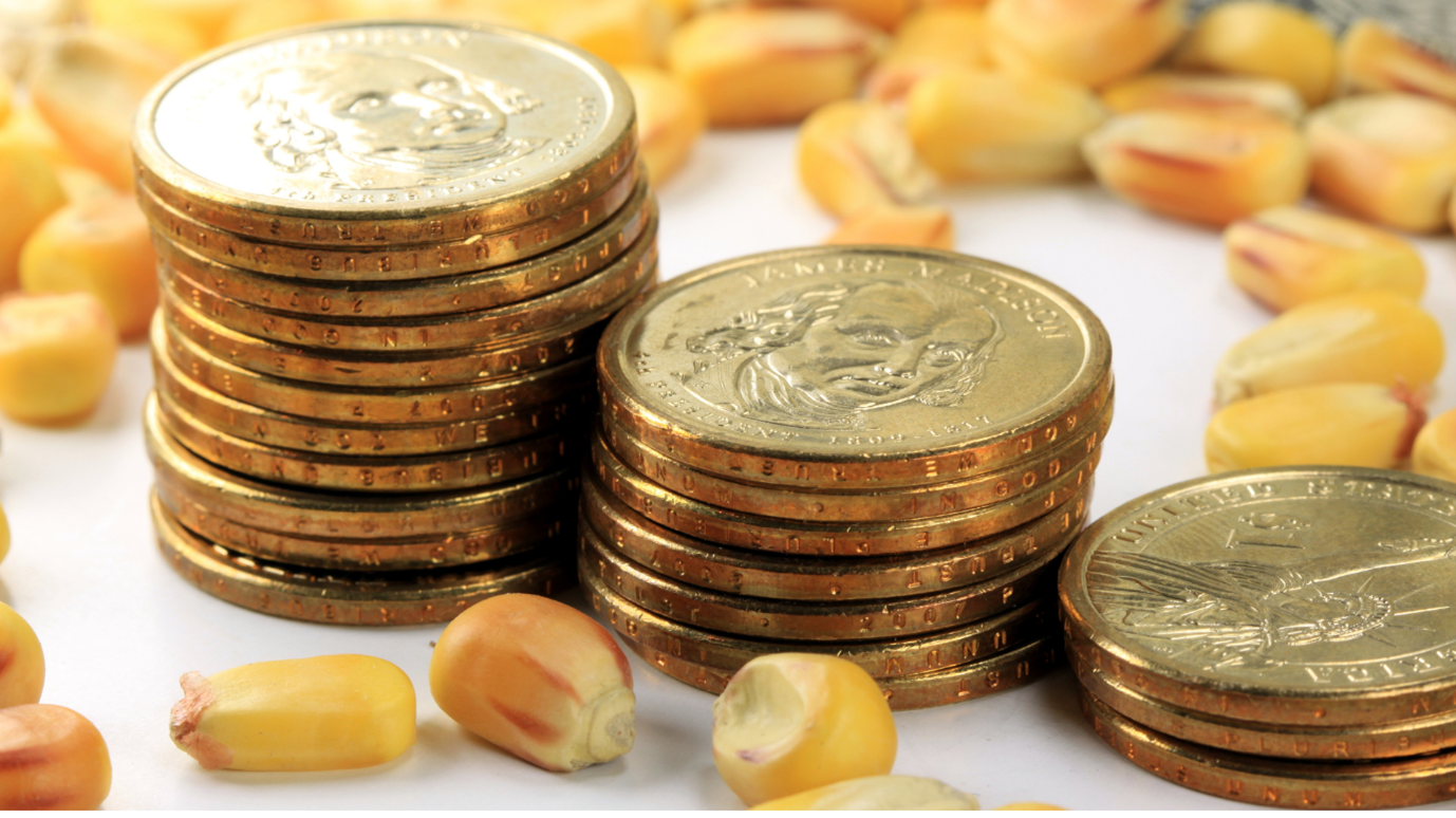 tacks of gold-colored dollar coins with George Washington's portrait, surrounded by scattered yellow corn kernels.