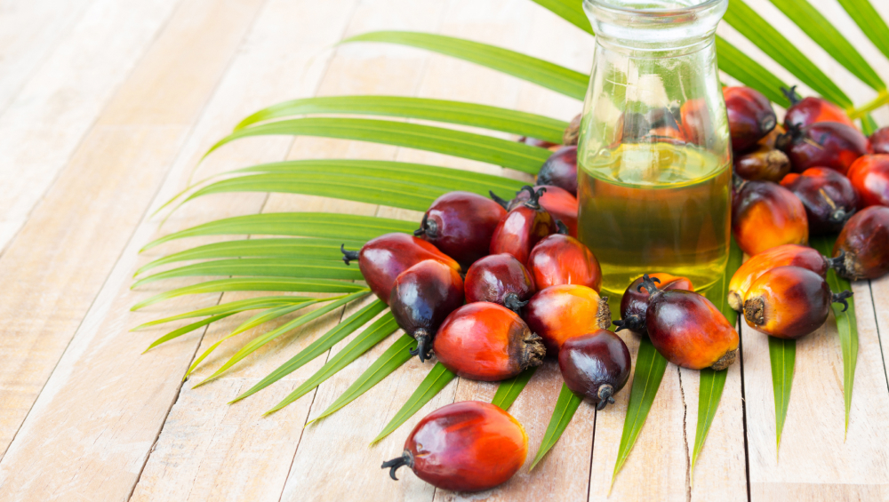 Fresh palm oil fruits with a bottle of palm oil on palm leaves.