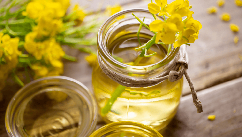 Glass jars of yellow canola oil with fresh yellow rapeseed flowers.