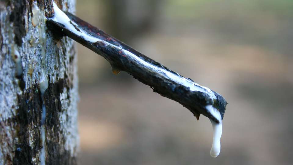 Latex Dripping from Rubber Tree