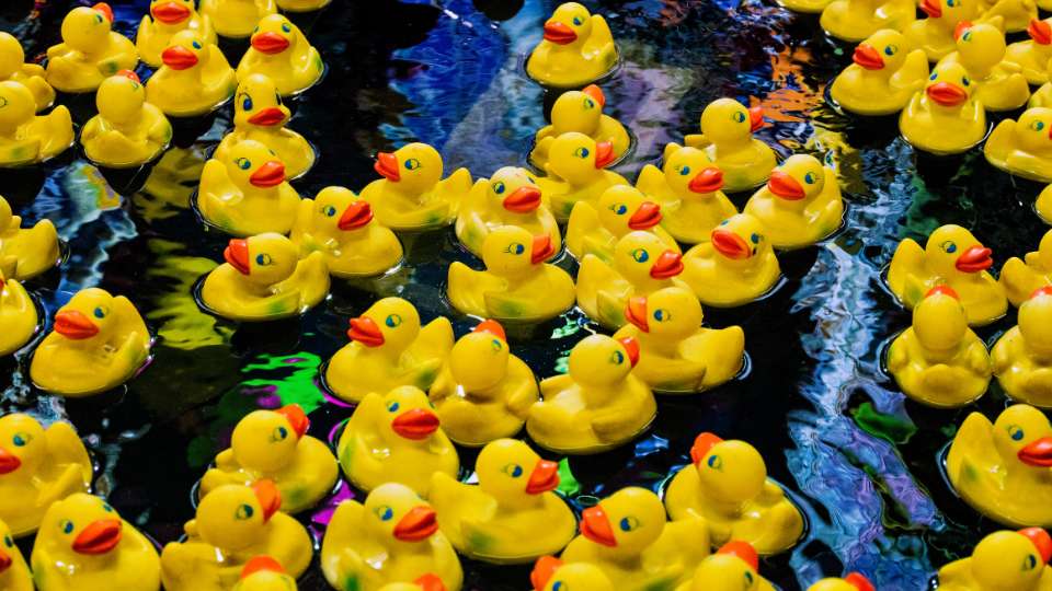 Numerous bright yellow rubber ducks with orange beaks floating closely together on a dark water surface, possibly at a carnival game.