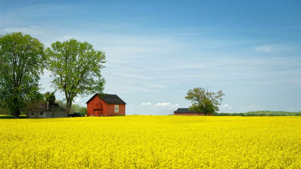 andscape view of a red barn and trees next to a vast, flat field of bright yellow blooming rapeseed or canola under a clear blue sky.