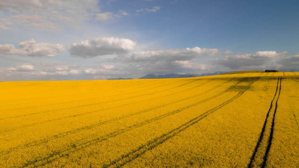 Wide landscape view of a vast yellow field of blooming rapeseed or canola under a blue sky with white clouds.