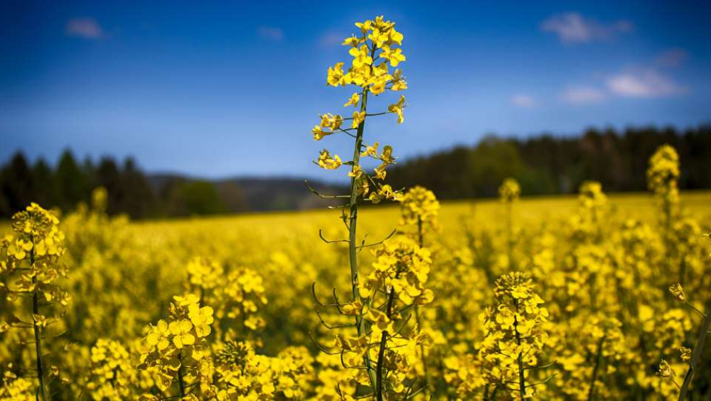 Close-up of a stalk of bright yellow rapeseed or canola flowers standing in a vast, yellow field under a blue sky.