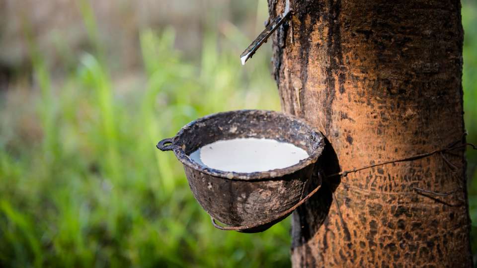 A clay or metal bowl collecting white latex sap dripping from a tapped rubber tree trunk in a plantation.