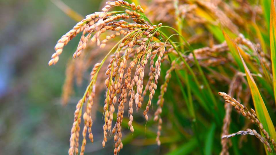 Close-up of mature, golden-brown rice panicles (grains) hanging from the stalk in a green rice field, ready for harvest.