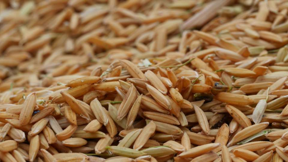 A close-up, high-volume pile of unhusked rice grains, or paddy rice, showing the pale golden brown hulls.