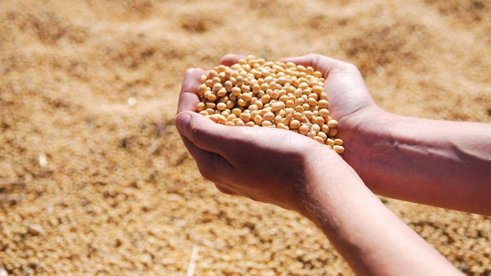 A farmer's cupped hands holding a large handful of newly harvested soybeans, with a vast layer of beans in the background.