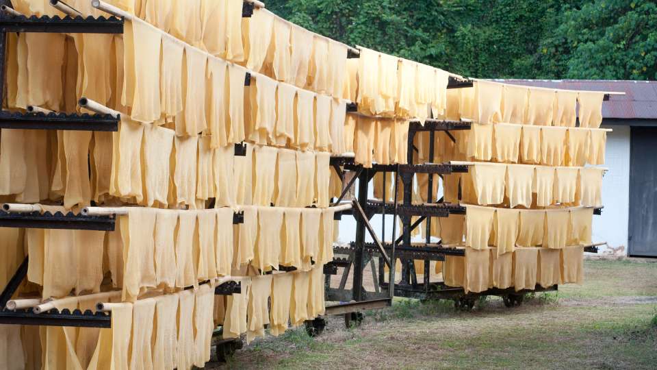 Natural rubber sheets drying on racks outdoors.