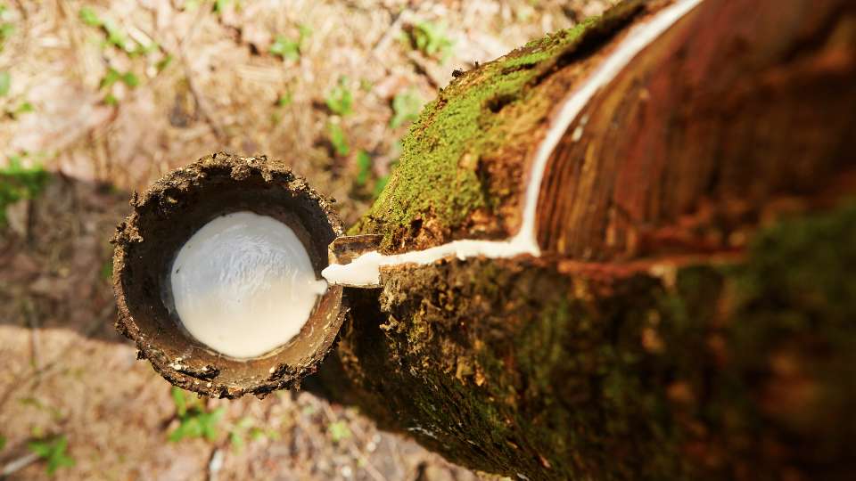 White natural latex dripping from a tapped rubber tree into a small collection cup.