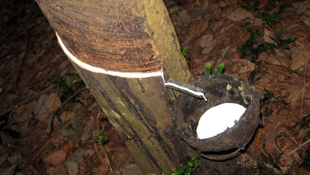 White natural latex dripping from a tapped rubber tree into a small collection cup.