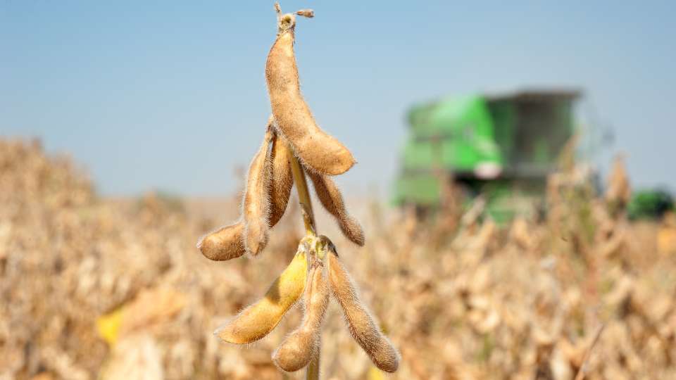 Close-up of fuzzy soybean pods on a stalk in a field, with a green combine harvester blurred in the background.