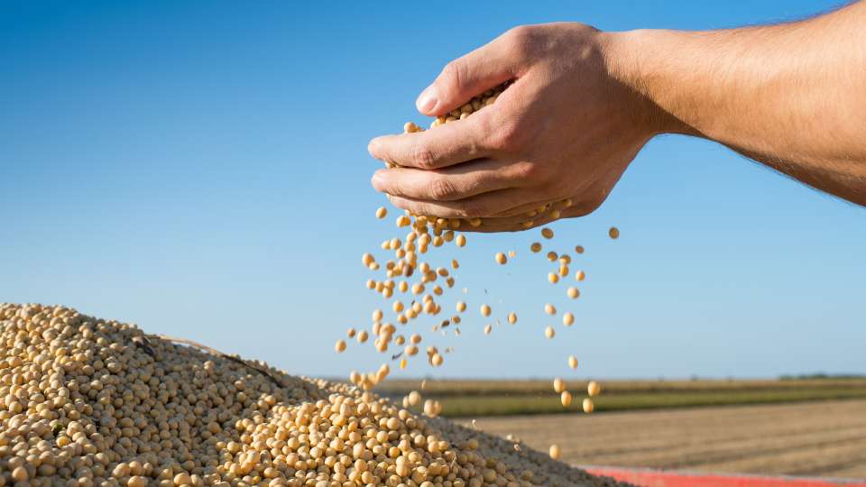 Soybeans falling from hands.