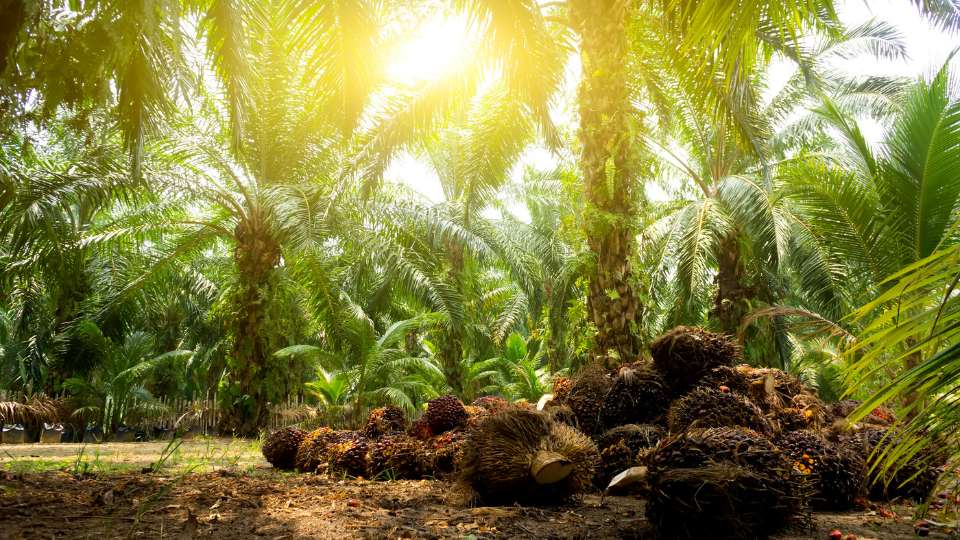 Palm trees in a plantation with harvested fruit bunches on the ground under sunlight.