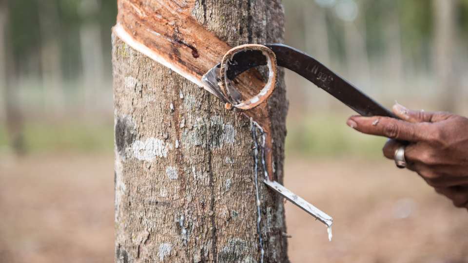 Milky white latex dripping from a metal spout inserted into the bark of a rubber tree.