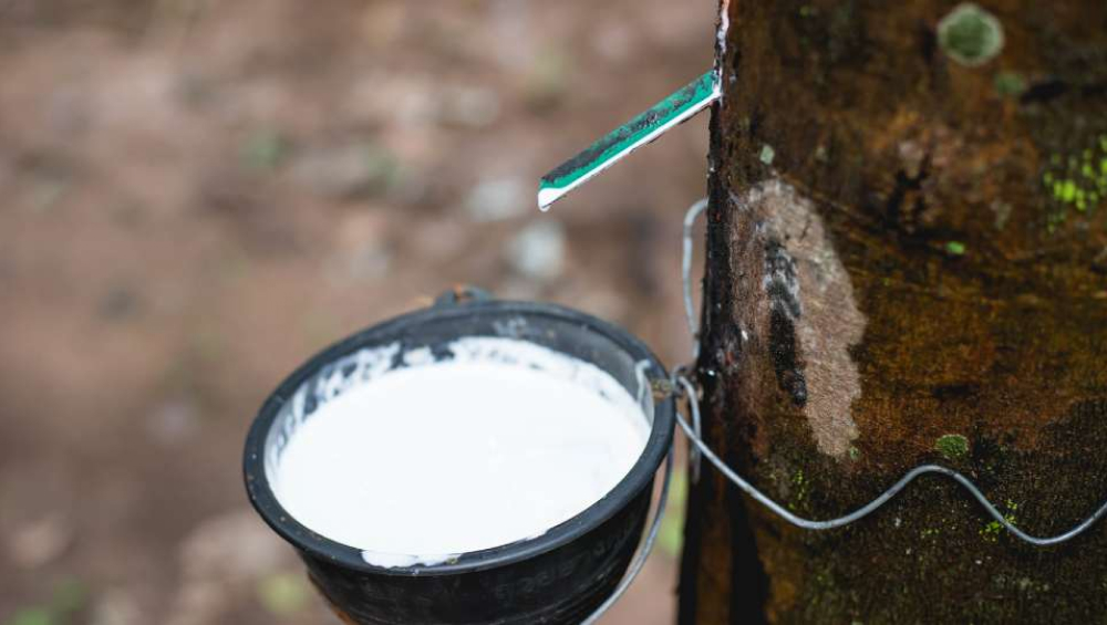 White natural latex dripping from a tapped rubber tree into a small collection cup.