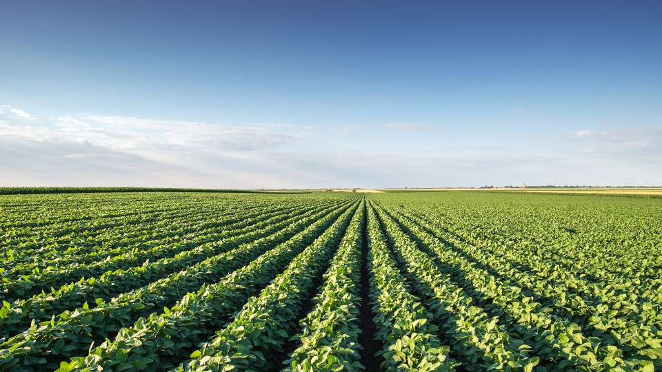 Wide view of a green soybean field under a clear blue sky.