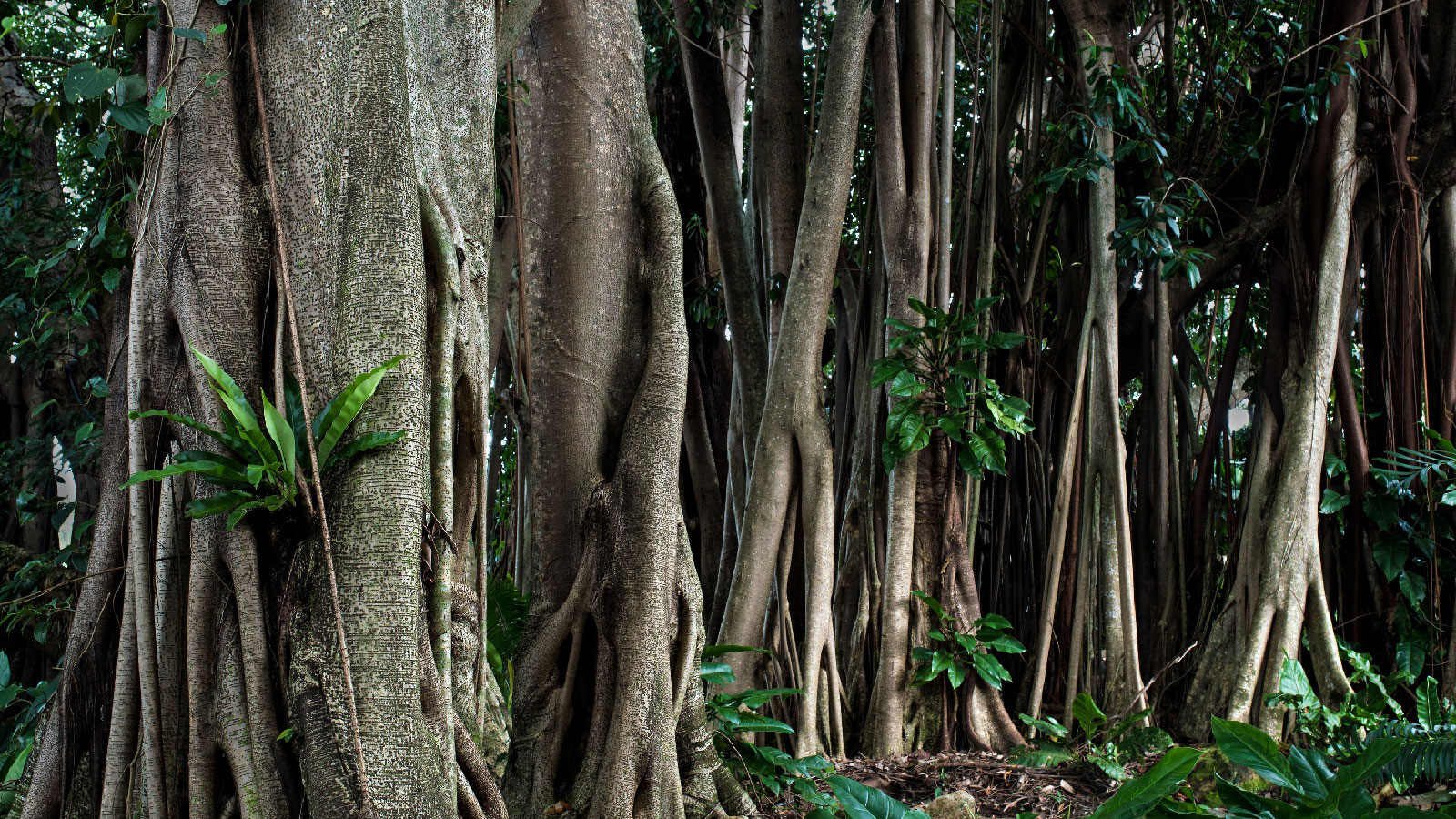 Dense tropical forest with massive, straight tree trunks and aerial roots, covered in vines and green ferns.