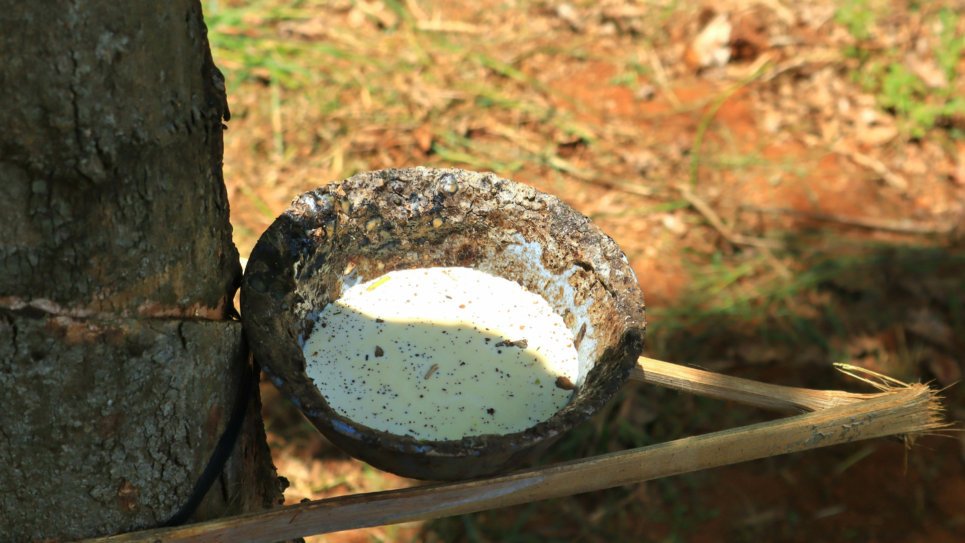 Fresh latex sap collected in a cup from a rubber tree trunk.