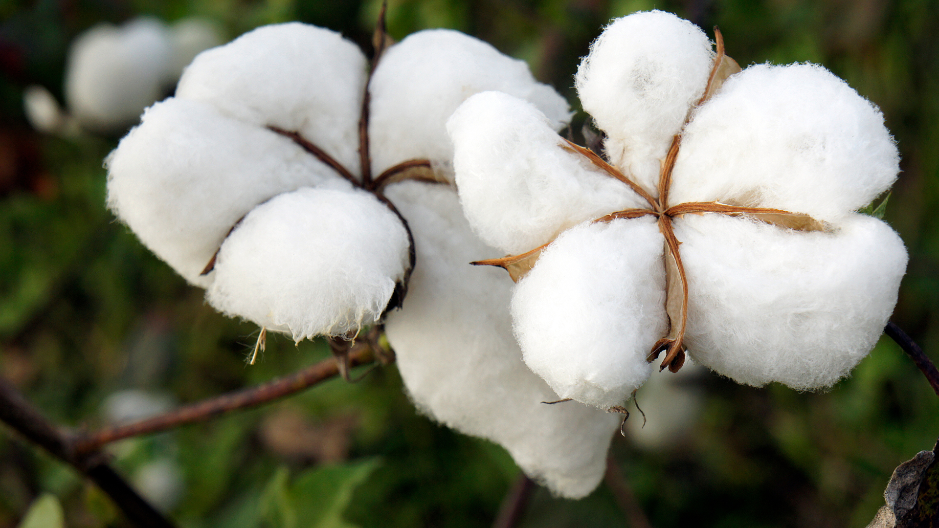 Close-up of ripe white cotton bolls on a cotton plant ready for harvest.