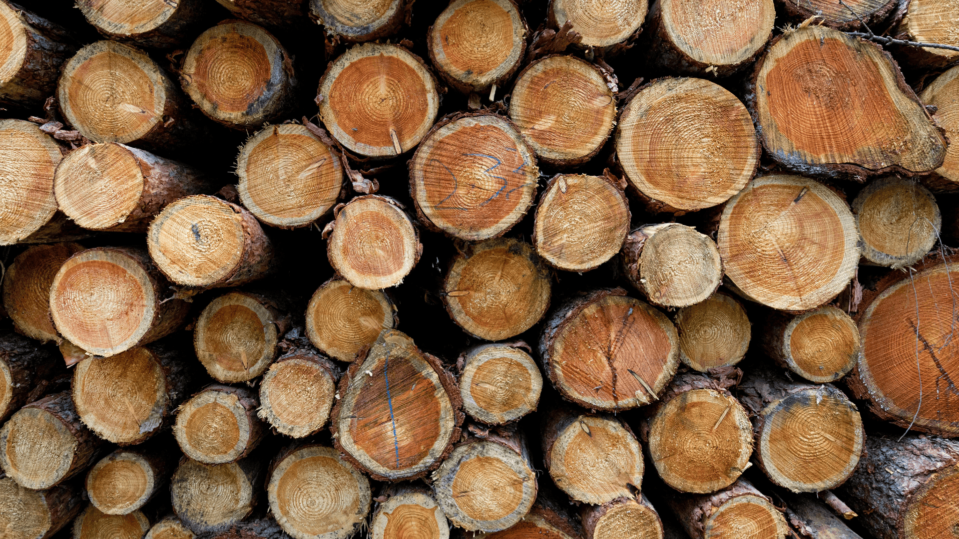Stacked cut logs showing tree rings and natural wood texture.
