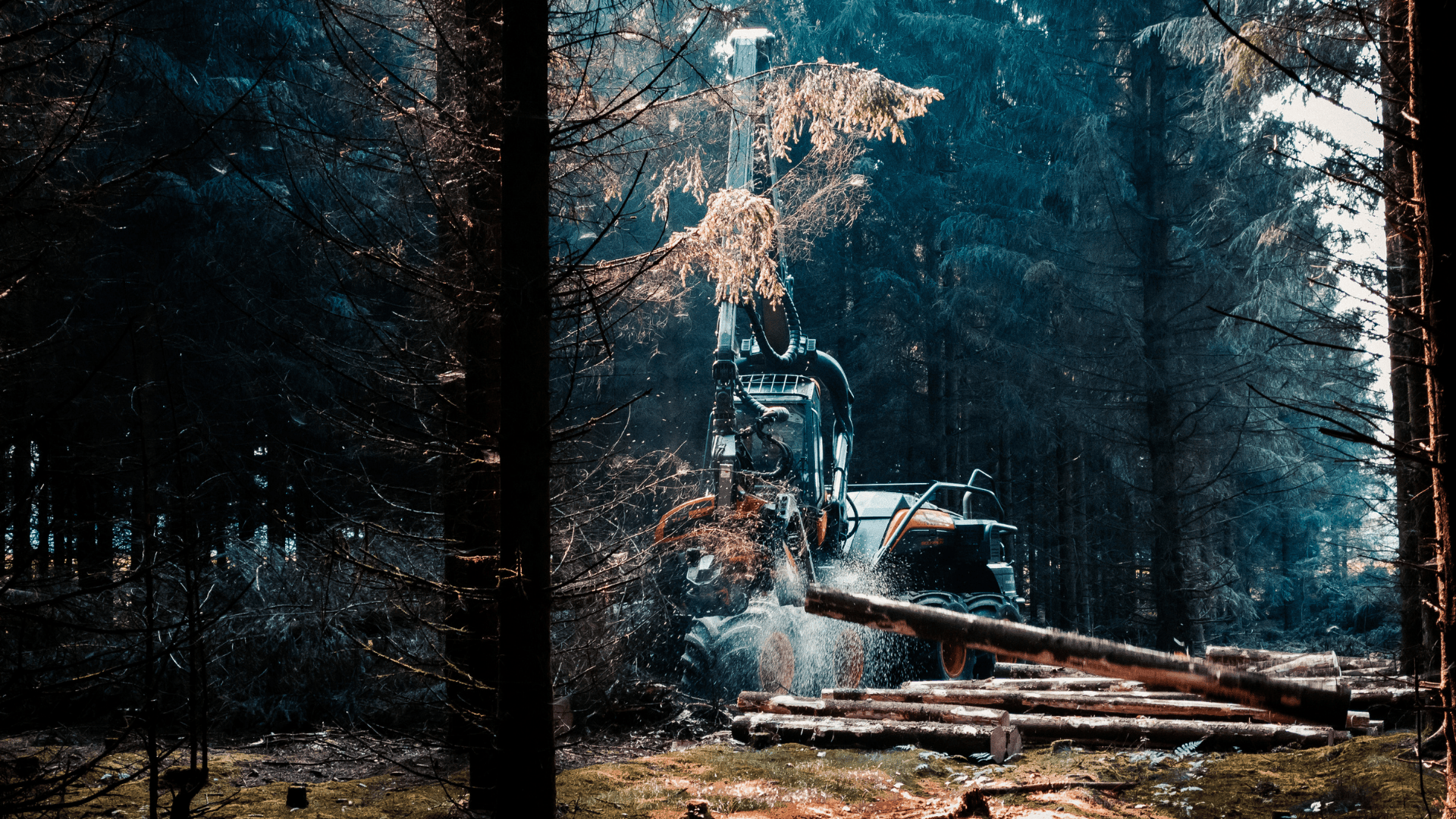 Forestry harvester cutting trees in a dense coniferous forest during logging operations.