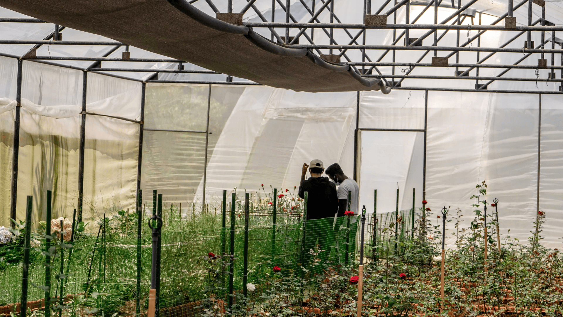People inspecting plants inside a greenhouse with rows of flowers and greenery.