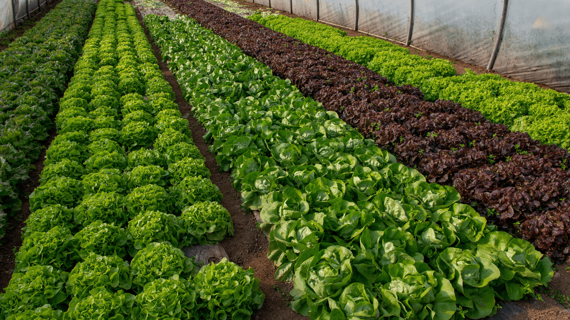 Rows of fresh green and red lettuce growing in a greenhouse farm.
