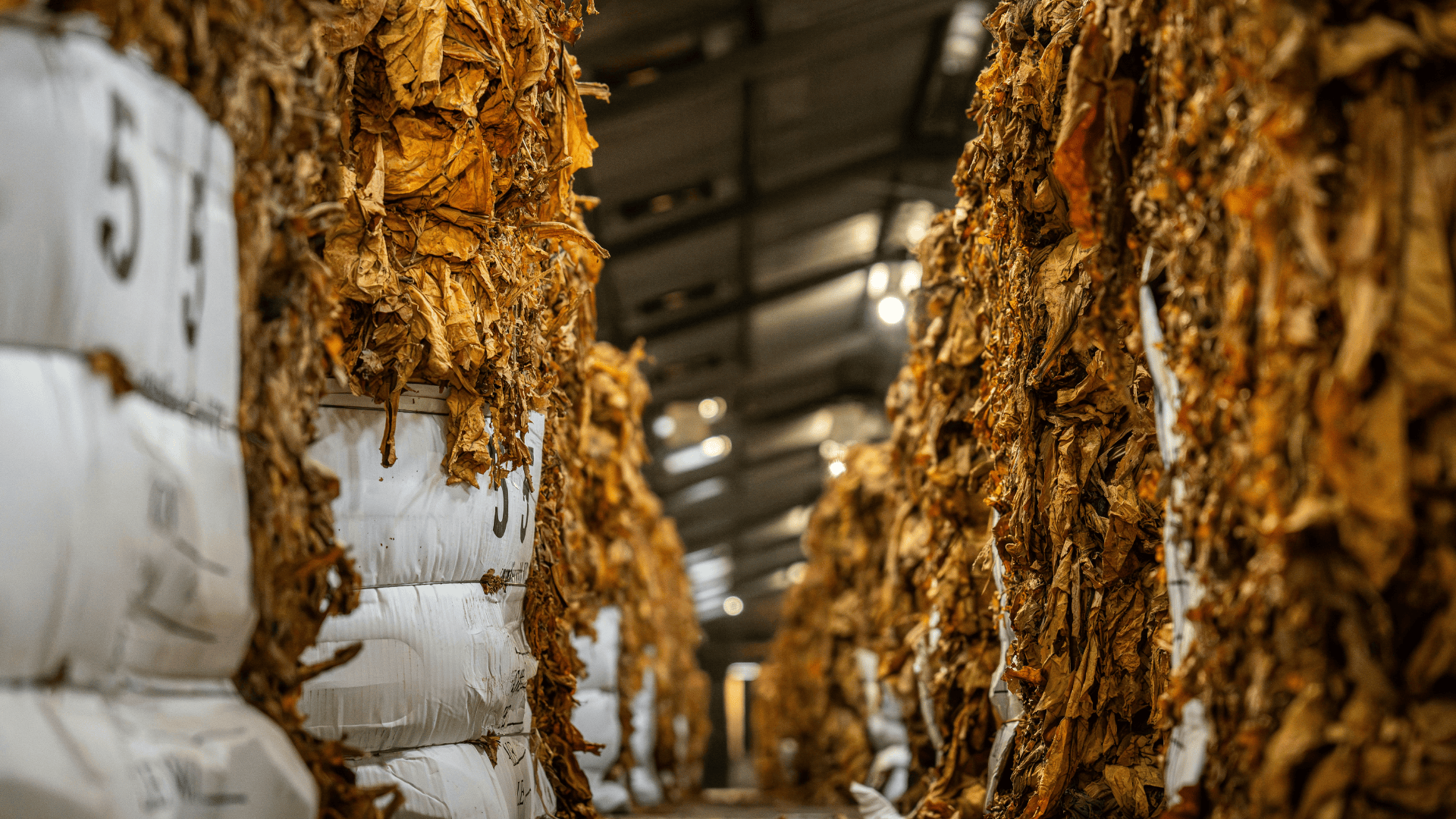 Rows of dried tobacco leaves stacked in bales inside a warehouse.