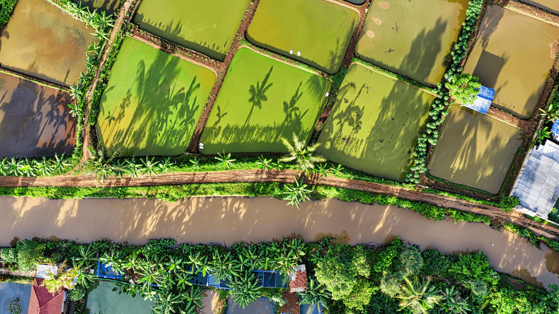 Aerial view of lush green rice paddies divided by dirt paths and a muddy irrigation canal in a tropical landscape.