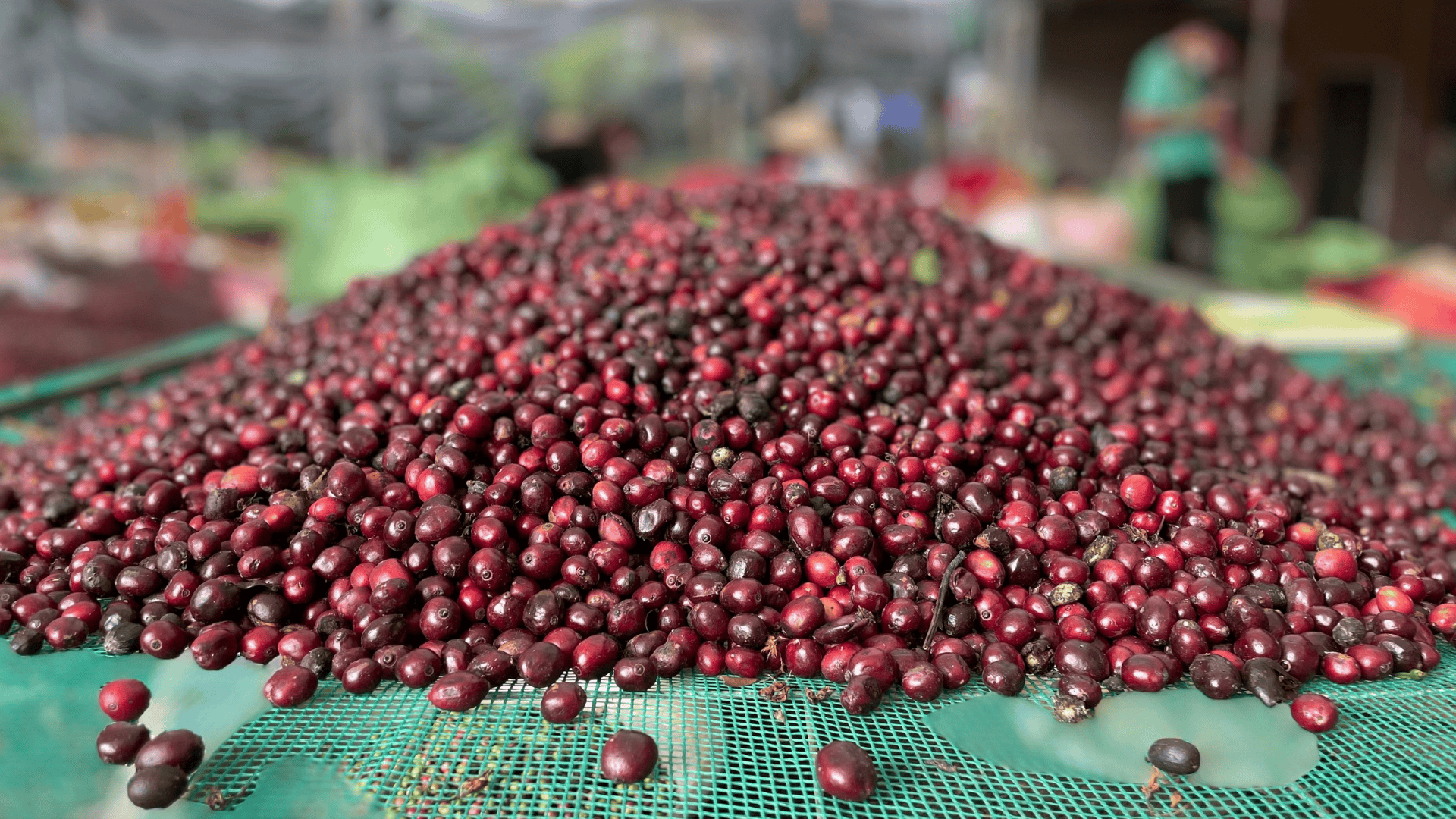 A close-up of freshly harvested red coffee cherries on a mesh tray, with blurred background.