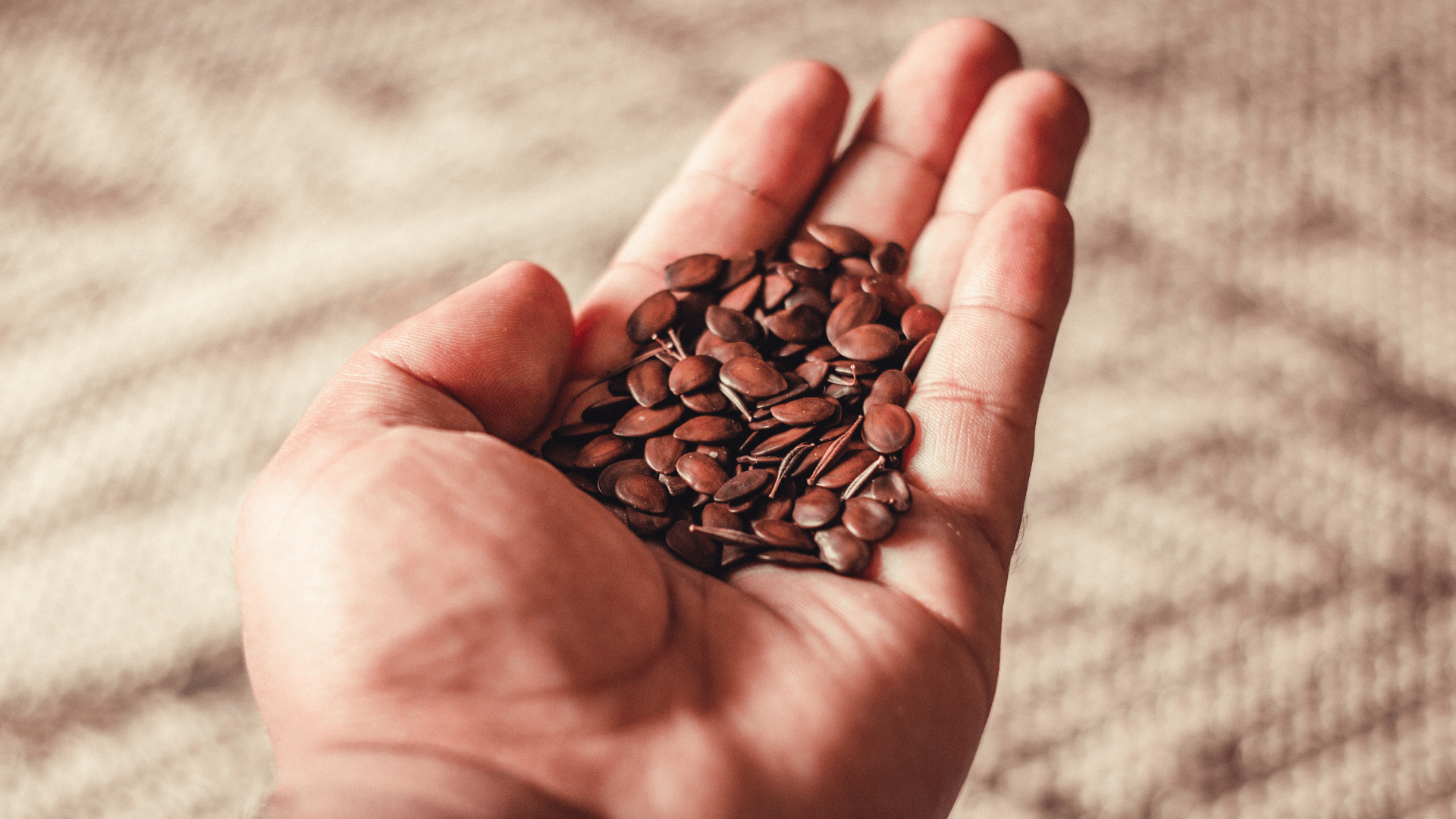 Closeup of hands holding brown seeds