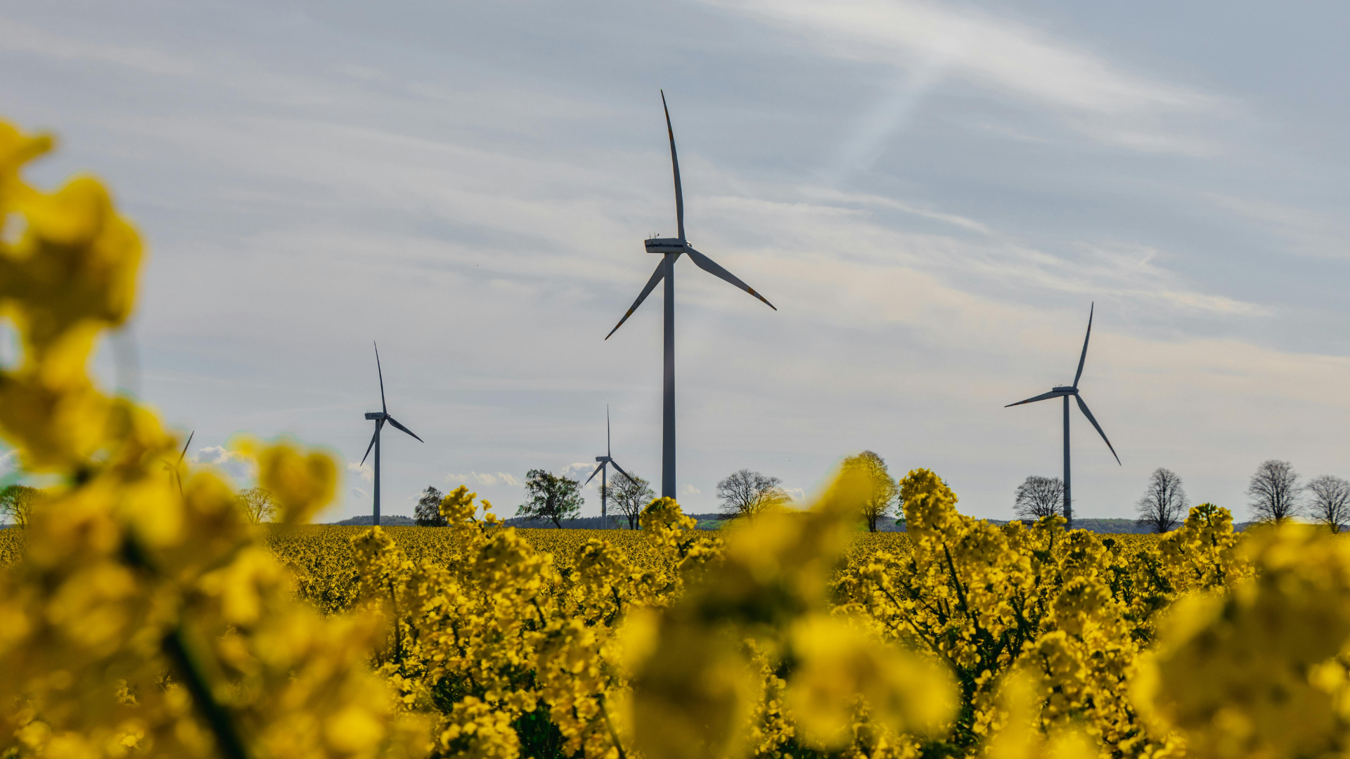 wind turbines in blooming rapeseed field