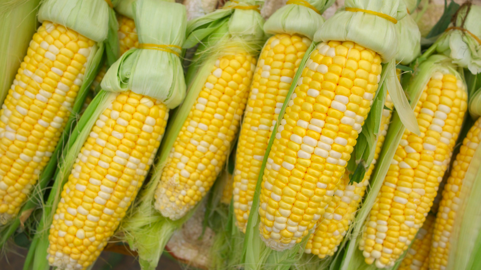 Fresh yellow-and-white sweet corn cobs with husks partially peeled.