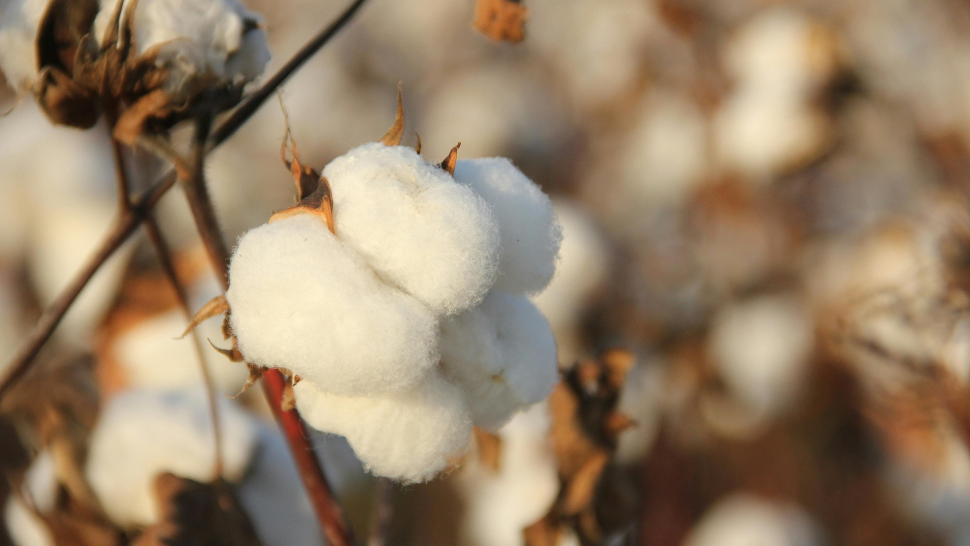 Upland Cotton in Close-Up Photography