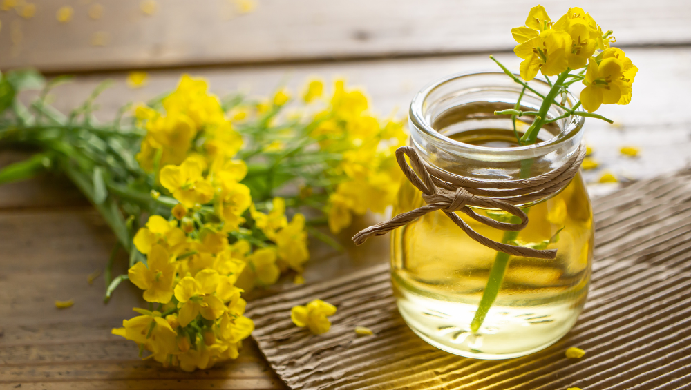Glass jar of golden rapeseed oil with yellow canola flowers on a wooden table.